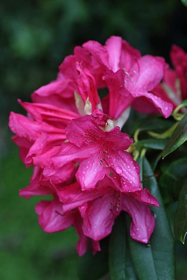 Hoa đỗ quyên hồng mang ý nghĩa vui vẻ