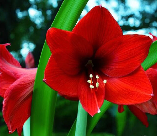 Red lilies represent pride