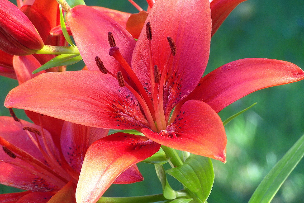 Red liliums have many meanings in life