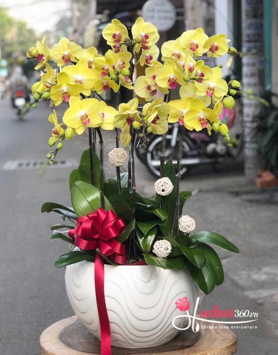 Yellow phalaenopsis orchid pot - Be mine