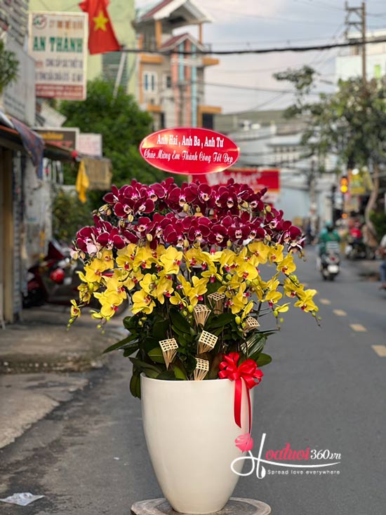 Yellow phalaenopsis orchid pot - New achievements 