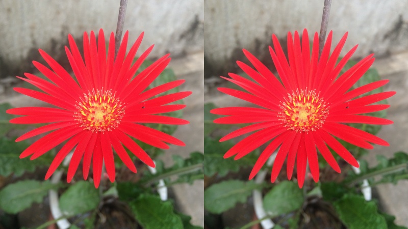 Single gerbera flower