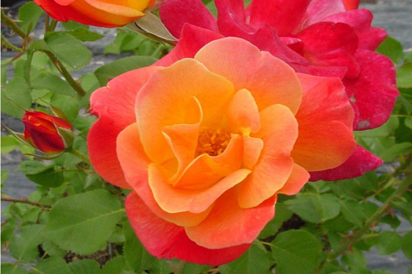 Hoa hồng Joseph’s Coat đẹp nhất trên thế giới