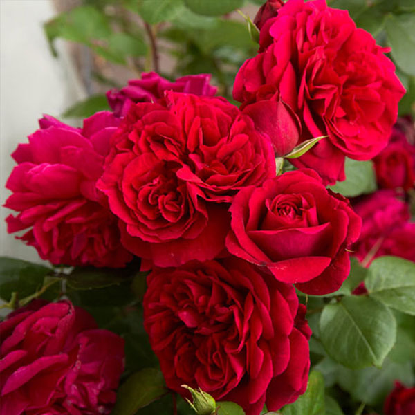 Hoa hồng nhung đỏ Pháp