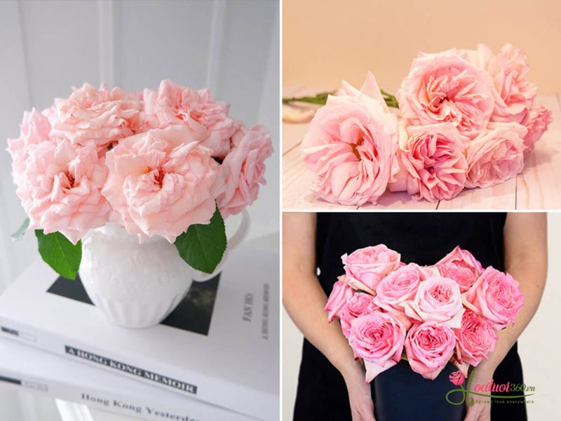 The Pink Ohara rose features swirling petals