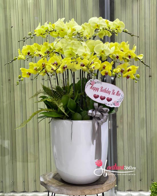 Yellow phalaenopsis orchid pot - Happiness