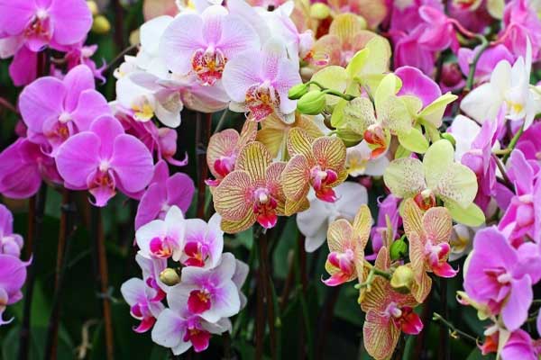Phalaenopsis orchids are colorful and eye-catching
