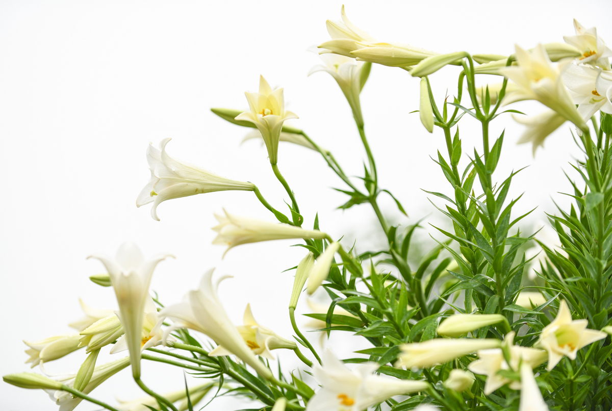 Lilies bloom with pure white color