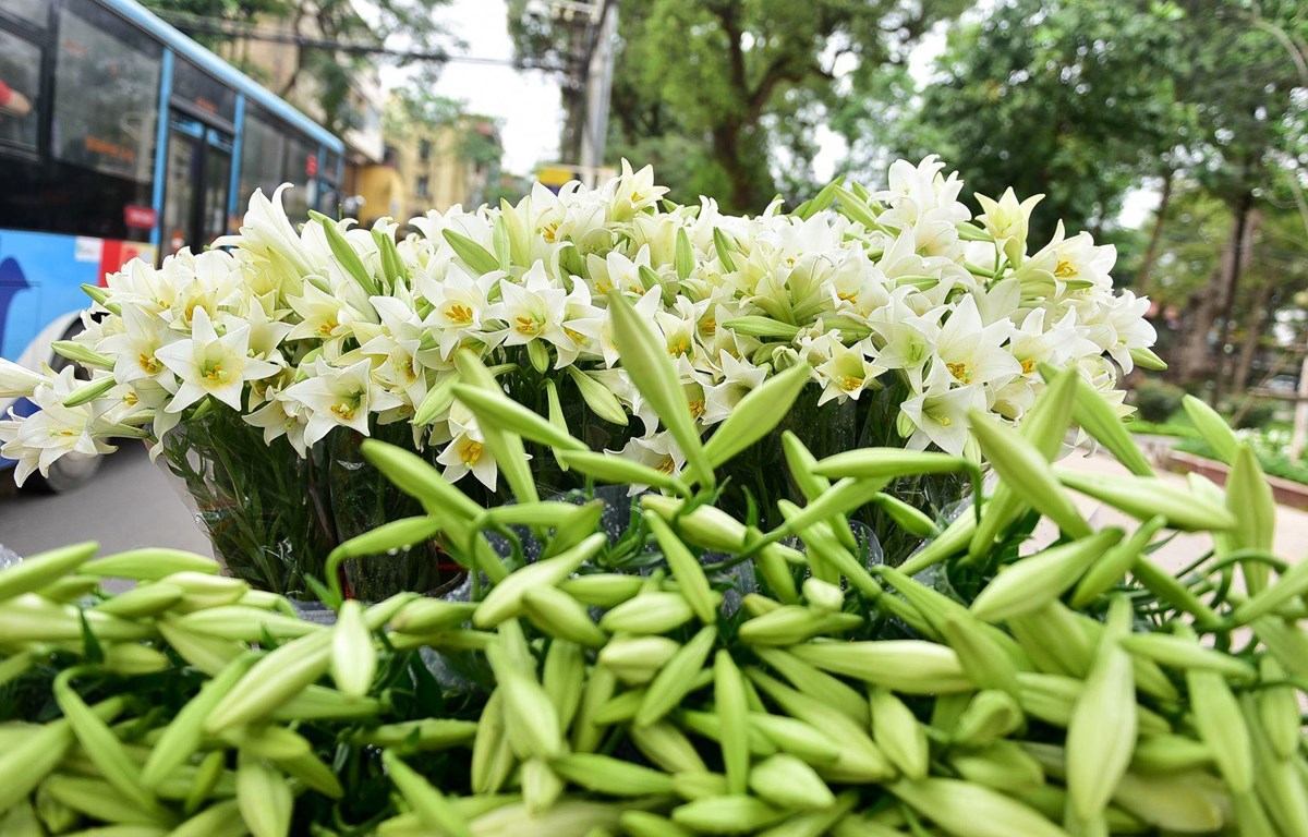 The streets of Hanoi are filled with liliums