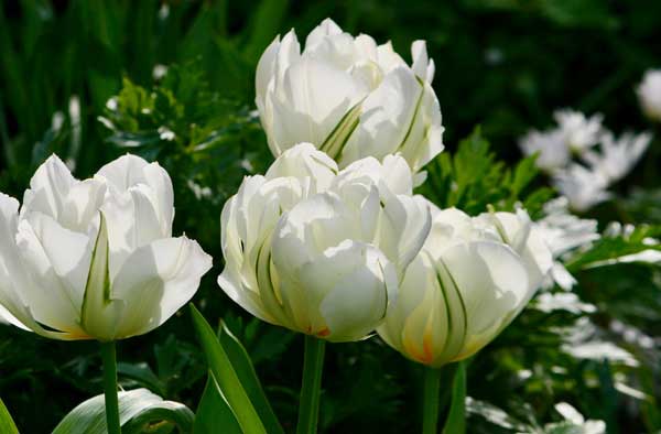 Ý nghĩa của hoa tulip trắng
