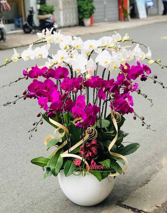 Phalaenopsis orchid pot - Simple