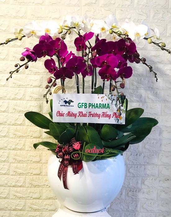 Phalaenopsis orchid pot - Give to a partner