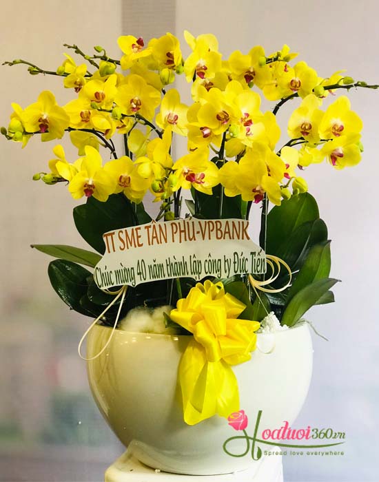 Yellow phalaenopsis orchid pot - Glorious