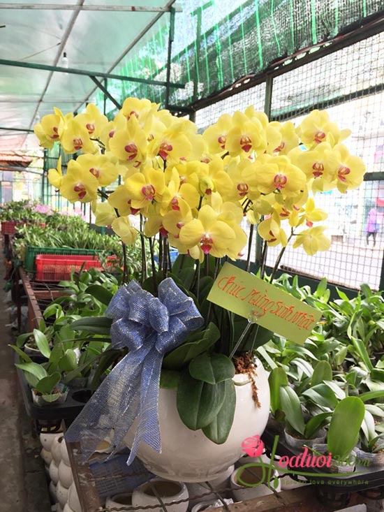 The pot of yellow phalaenopsis orchid has many meanings in life