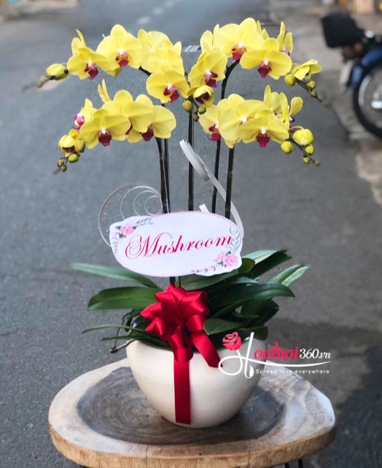 Yellow phalaenopsis orchid pot - Morning sun