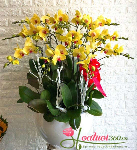 The pot of yellow phalaenopsis represents prosperity