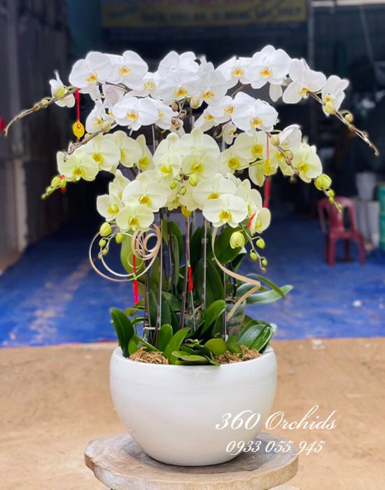 Phalaenopsis orchid pot - Summer day