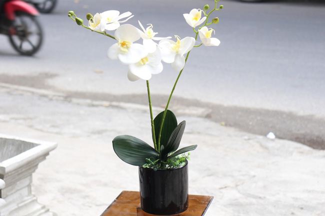 Orchid pots give meaningful birthday wishes to colleagues