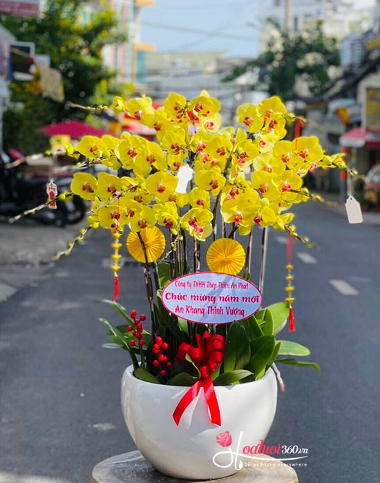 Yellow phalaenopsis orchid pot - Gorgeous
