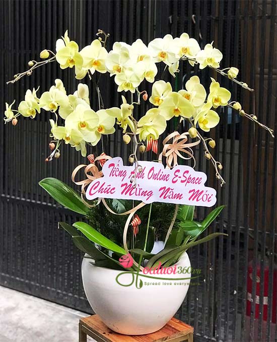Yellow phalaenopsis orchid pot - Spring days
