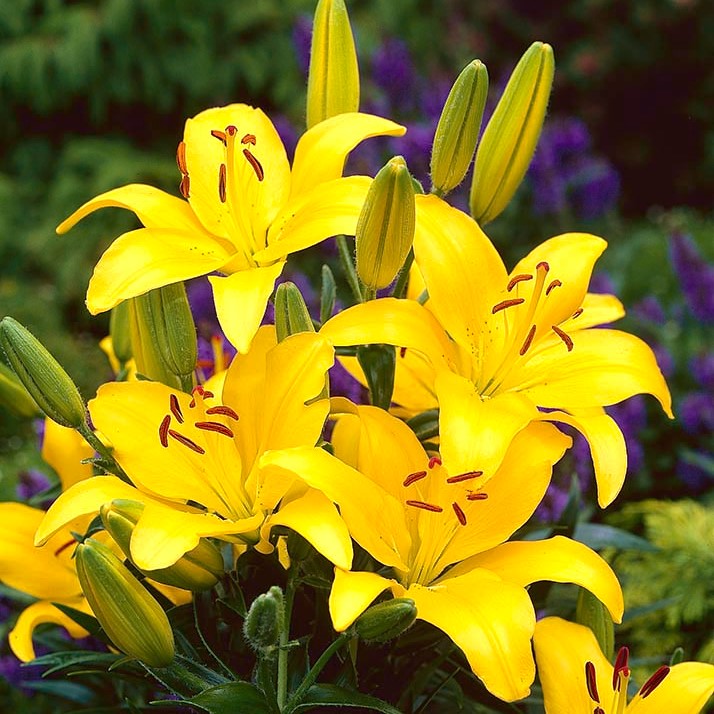 Yellow liliums bring radiant beauty