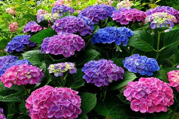 Đặc điểm về màu sắc của hoa cẩm tú cầu