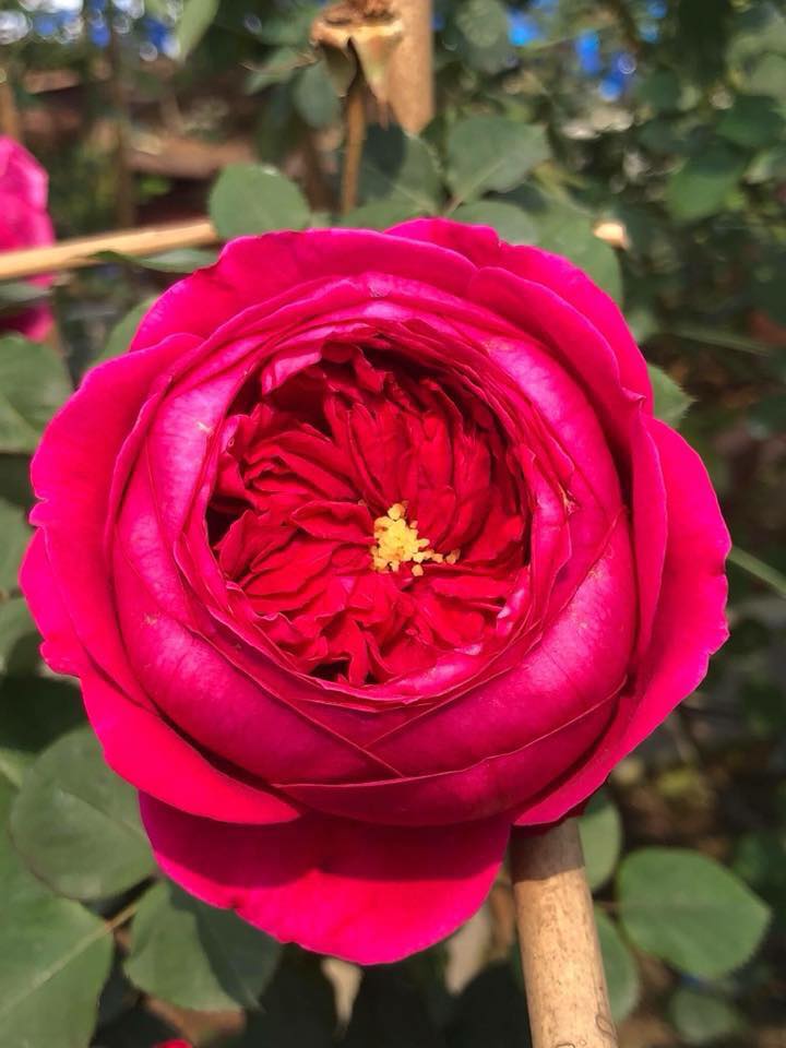 Hoa hồng Pas De Deux đến từ Nhật Bản