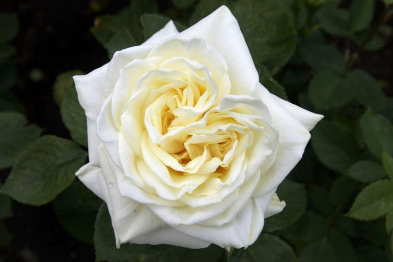 Pure white Ecuadorian Polar Star rose
