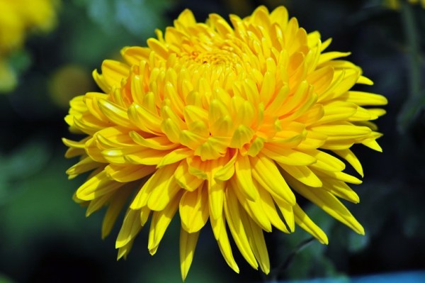 Special types of chrysanthemums