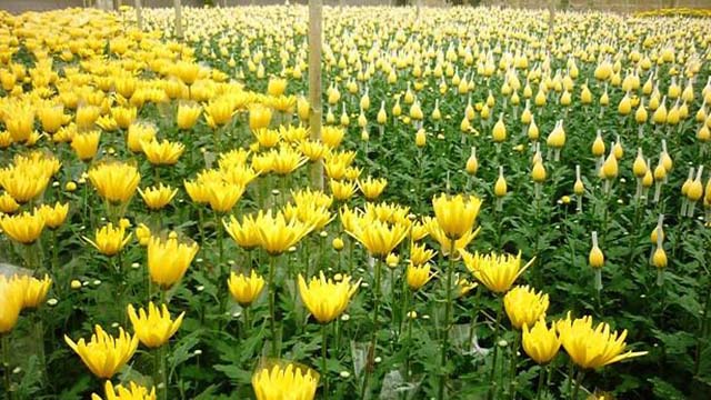 Chrysanthemum flowers have a long origin