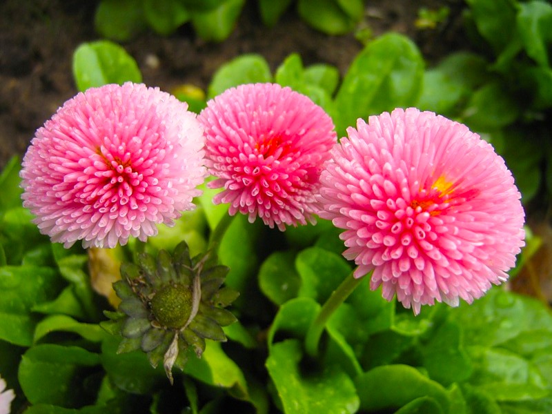 Chrysanthemums also have the meaning of filial piety