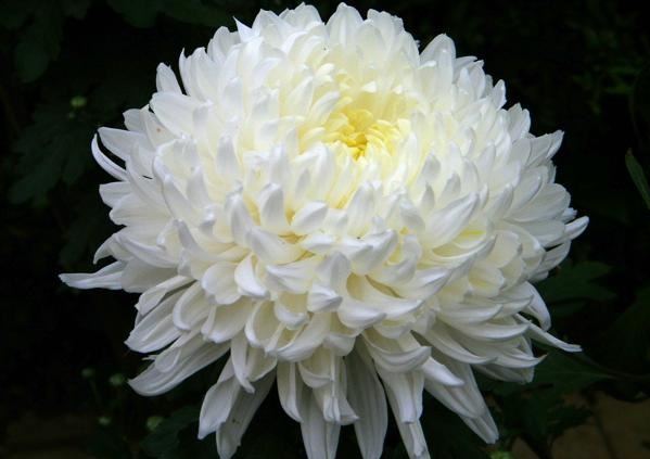 The meaning of white chrysanthemums in funerals