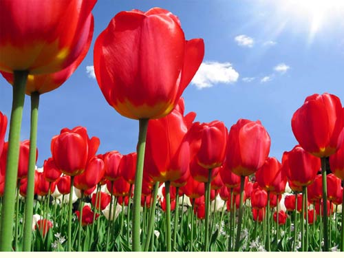 hinh ảnh hoa tulip đẹp nhất