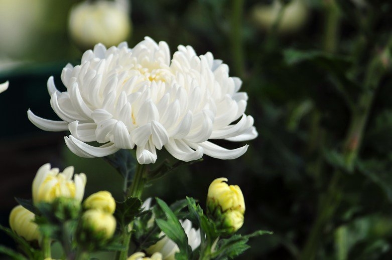 Hoa cúc trắng là loại hoa tượng trưng cho sự chết chóc, tang thương