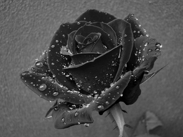 Hoa hồng đen là biểu tượng của nổi buồn