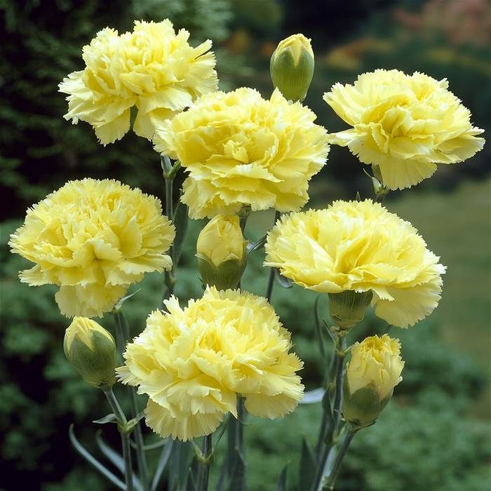 Hoa cẩm chướng vàng như một lời từ chối dễ thương