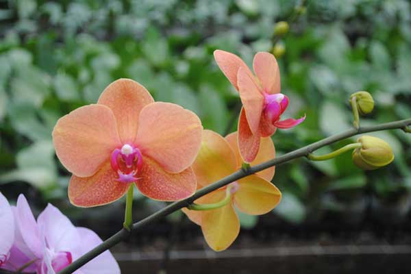 Meaning of orange phalaenopsis orchid