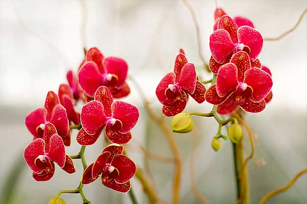 Meaning of red phalaenopsis orchid