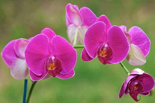 Meaning of purple phalaenopsis orchid