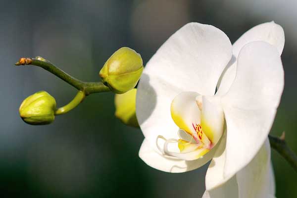Meaning of white phalaenopsis orchid