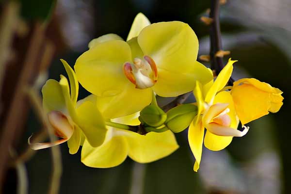 Meaning of yellow phalaenopsis orchid