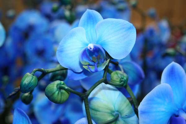 Meaning of blue phalaenopsis orchid
