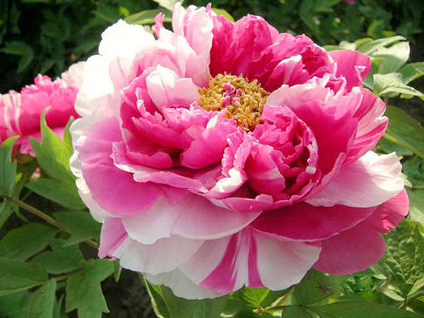 Peony flowers show off their radiant beauty